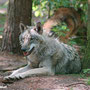 Wölfe im Wolfcenter Dörverden
