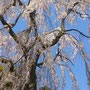 兼六園から種を持ちかえり植えた樹齢１２０数年