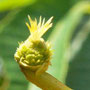 7月10日撮影　雄花が取れた。晩赤栗 