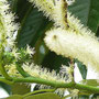 6月22日撮影　丹沢栗 雌花のついている枝の雄花が咲いてくると栗の花の盛りを過ぎます。 雌花のがくの部分が　トゲトゲのいがになっていきます。