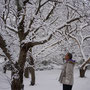 2011年01月16日 07:20:24 雪景色の栗。品種:筑波