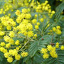 Fleurs de mimosa