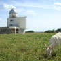 波照間島　星空観測タワーと羊