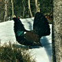 Auerhahn - Feldberg 