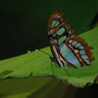 "Schmetterling von Dr. Andrea Euler