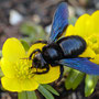 Schwarze Holzbiene auf Blüten des Winterlings