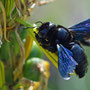 Blauschwarze Holzbiene an einer Graslilie