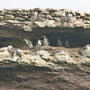 Vögel und Pinguine auf den Islas Ballestas vor Paracas in Peru.