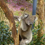 Koala wartet sehnsüchtig auf sein neues Futter (die alten Zweige vom Vormittag frisst er nicht mehr).