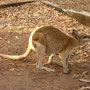 Wallaby im Kathrine Gorge Nationalpark im Northern Territory