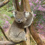Dieser Koala schaut seinem Pfleger hinterher, der ihm gleich neue Eurkalyptuszweige bringt.
