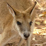 Wallaby im Kathrine Gorge Nationalpark im Northern Territory