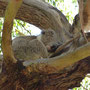 Schlafender Koala...