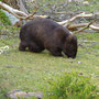 Wombat mit Baby in seinem Beutel. Deh Bauch hängt schon fast auf dem Boden.