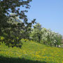 Oberhalb von Horgen geniesse ich den Frühling.