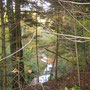 Durch den Wald geht es einem Bach entlang den Hang hinauf nach Neukirch an der Thur.