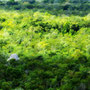 COBÁ RUINS [COBÁ/MEXICO]