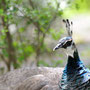 PEACOCK - CASTELO DE SAO JORGE  [LISBON/PORTUGAL]  