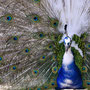 PEACOCK - CASTELO DE SAO JORGE  [LISBON/PORTUGAL]  