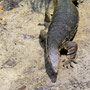 (LOOSE!) MONITOR LIZARDS - SALANG BEACH- PULAU TIOMAN [TIOMAN ISLAND/MALAYSIA]