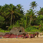 COWS @ BEACH [HIKKADUWA/SRI LANKA]