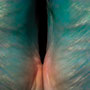 body parts III | photograph | digital development | digital print | 100 x 70 cm