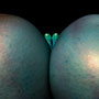 body parts V | photograph | digital development | digital print | 100 x 70 cm