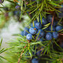 We harvest juniper berries ourselves, in the bush, or buy them from Aroma Borealis, in Whitehorse.