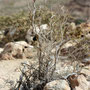 Grand Cannyon auf Boa Vista