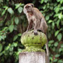 ein Affee - vorsicht, die klauen alles, was nicht niet und nagelfest ist!