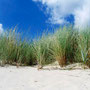 Traviny na dunách - typický pohled u Baltu