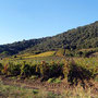 Vinohrady Saint Chinion, Naturpark Haut-Languedoc