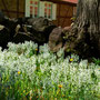 Jarní flora na Rujáně
