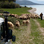 Albánsko-řecký pastevec  se svým stádem