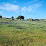 Pastviny, Extremadura, Španělsko