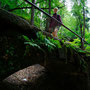 kamený mostek v lese - cesta na Pravčickou bránu