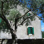 olivovník a starý dům, Groznjan
