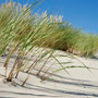 Písečné duny porostlé trávou (pohled z pláže)