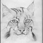 Full profile of a Bobcat