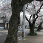 当店より通りを1本南側に出ますと素晴らしい桜並木が！