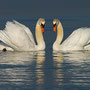 Cygne tuberculé