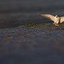 Bécasseau sanderling