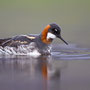 Phalarope à bec étroit