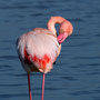 Flamant rose