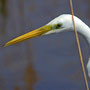 Grande aigrette