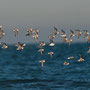 Bécasseau sanderling