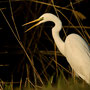 Grande aigrette