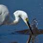 Aigrette garzette