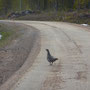 Wood Grouse.