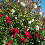 Rosenbusch in unserem Blumengarten